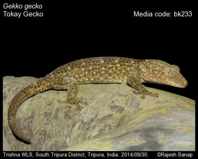 Gekko gecko (Linnaeus, 1758) - Tokay Gecko | Reptiles